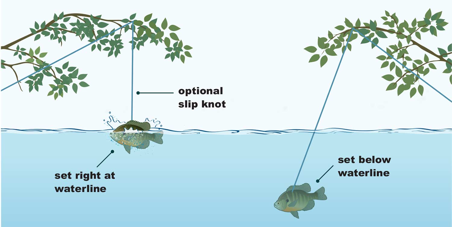 Limb Line Fishing for Catfish - How to Make Limb Lines for Catfish