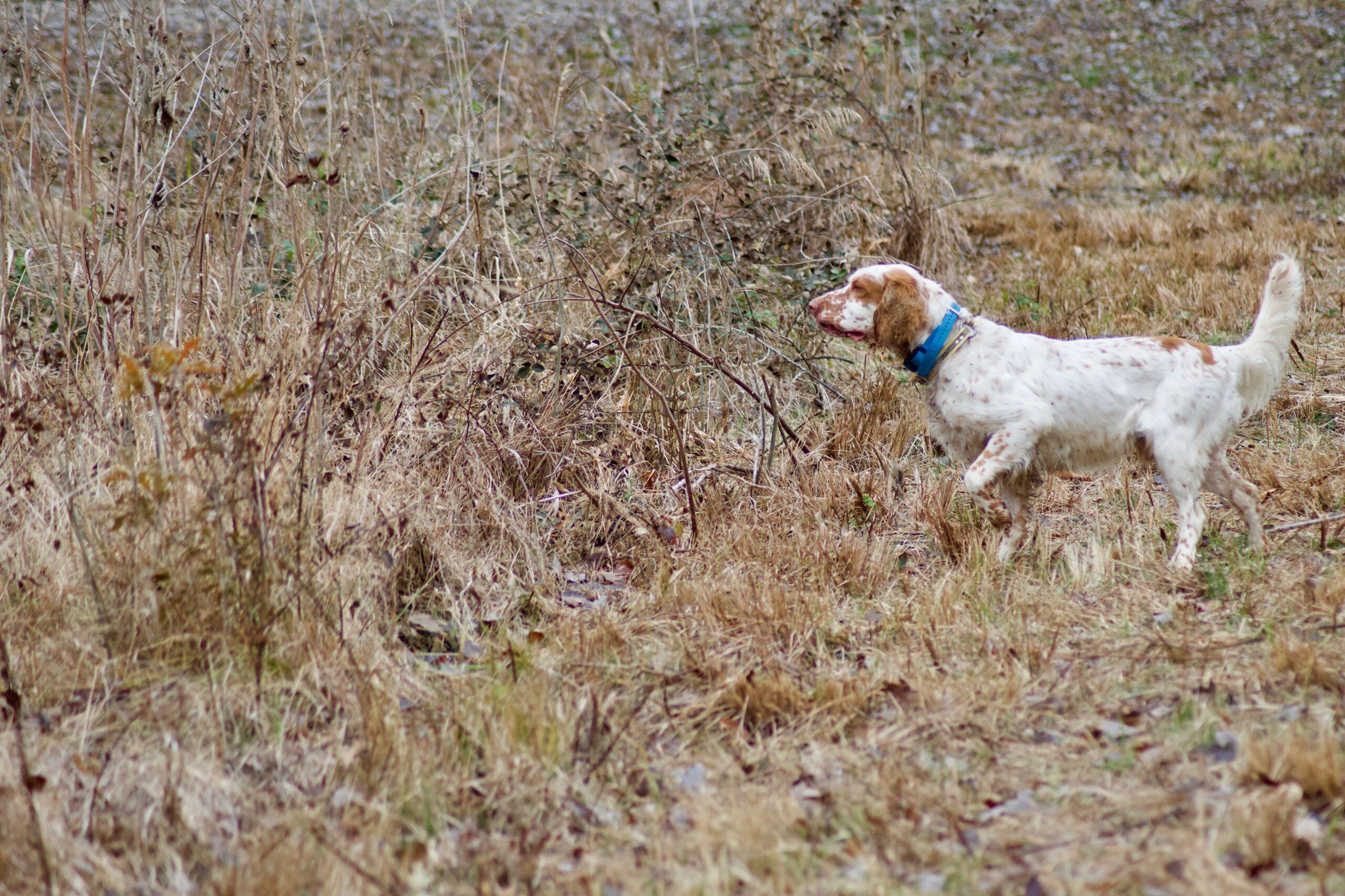 E-collars do not train obedience, they reinforce it.