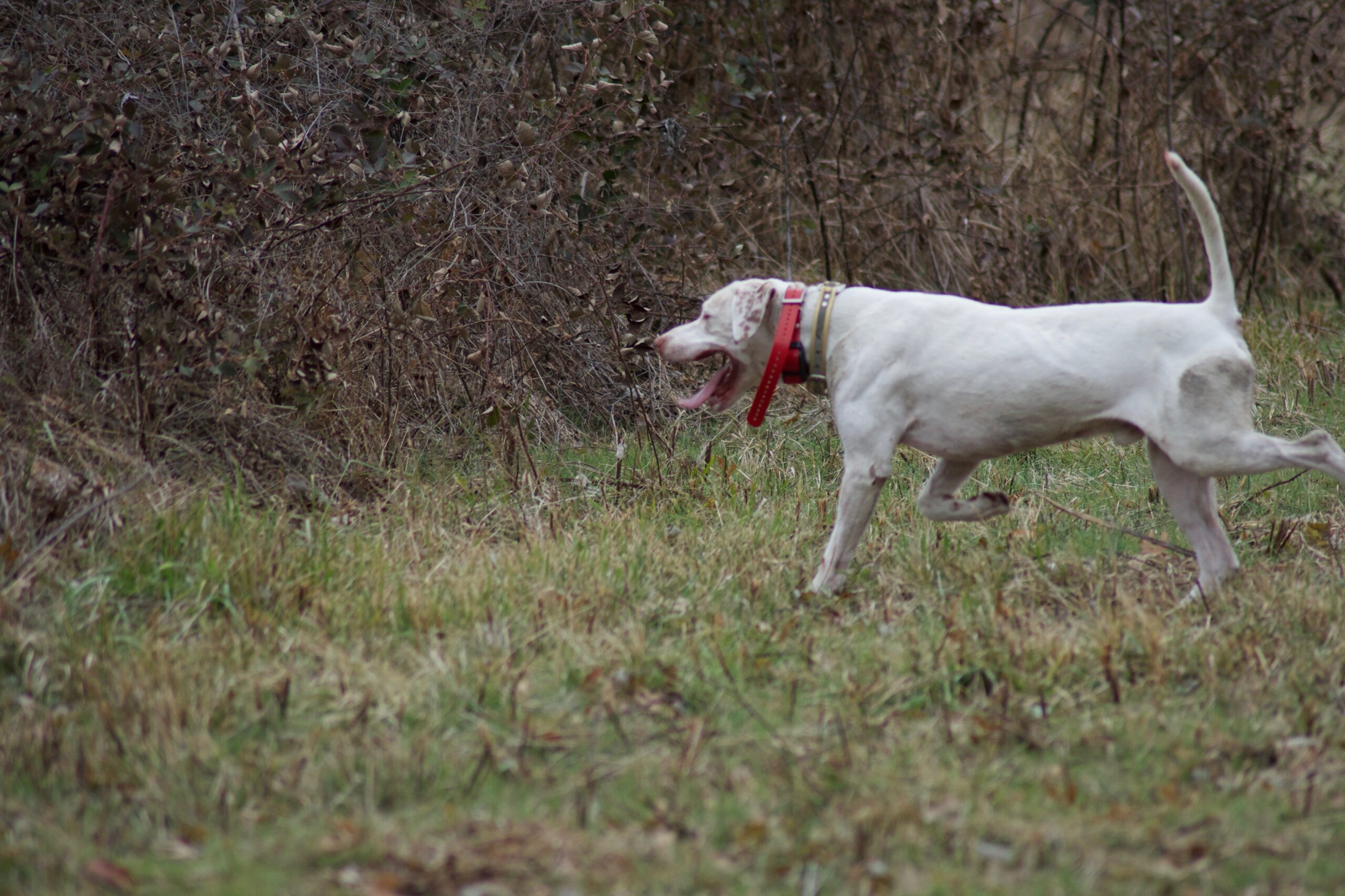 Keeping pup e-collar trained is your responsibility.