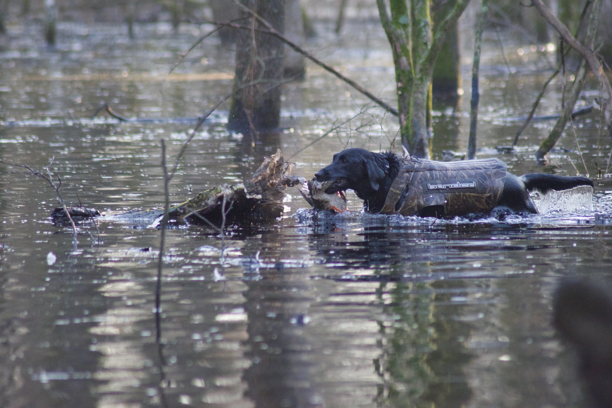 Once your gun dog is e-collar trained, don't take him anywhere without it.