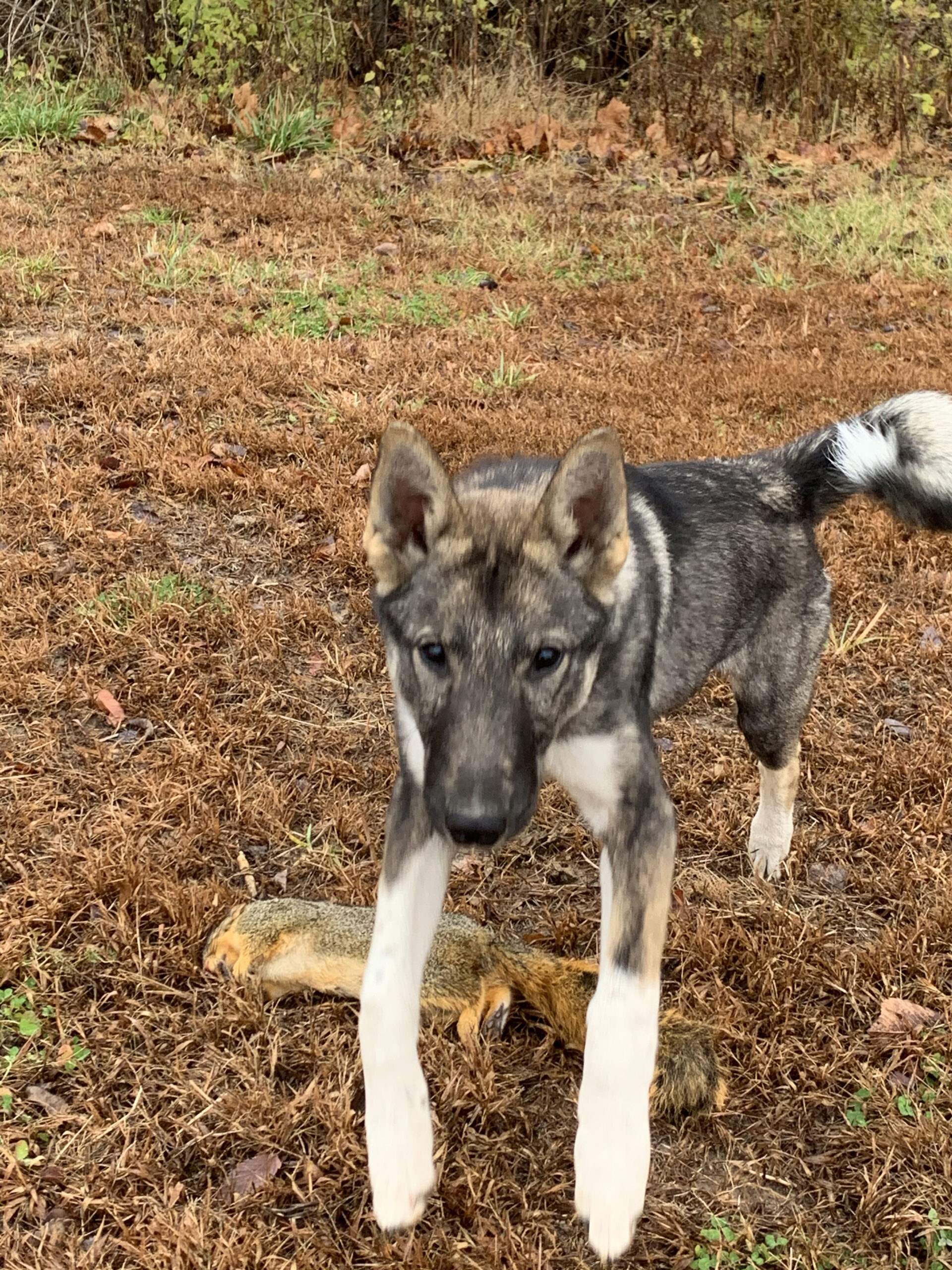 Squirrel dog hotsell training pen