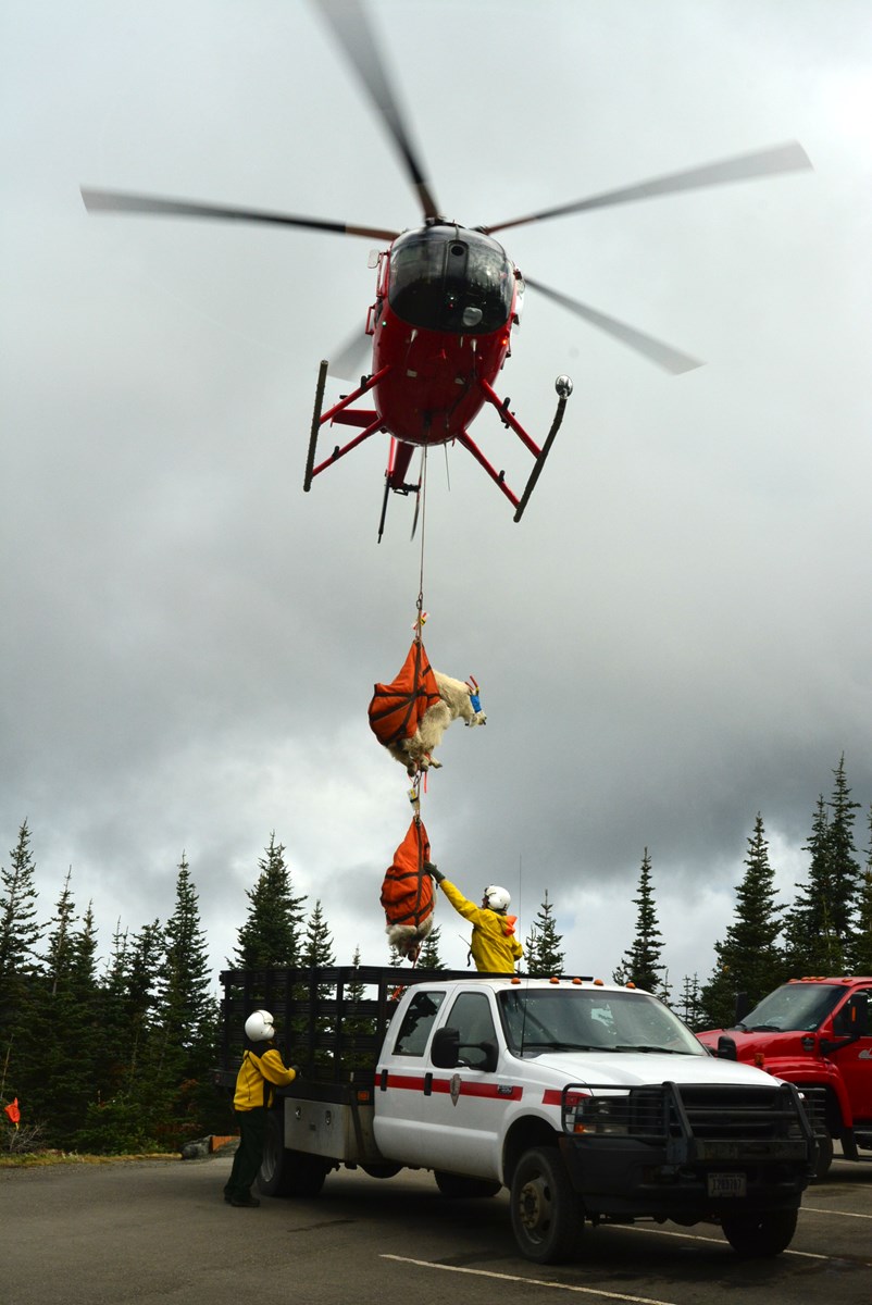 Captured mountain goats from Olympic National Park are dropped into a staging area where they are cared for by veterinarians.