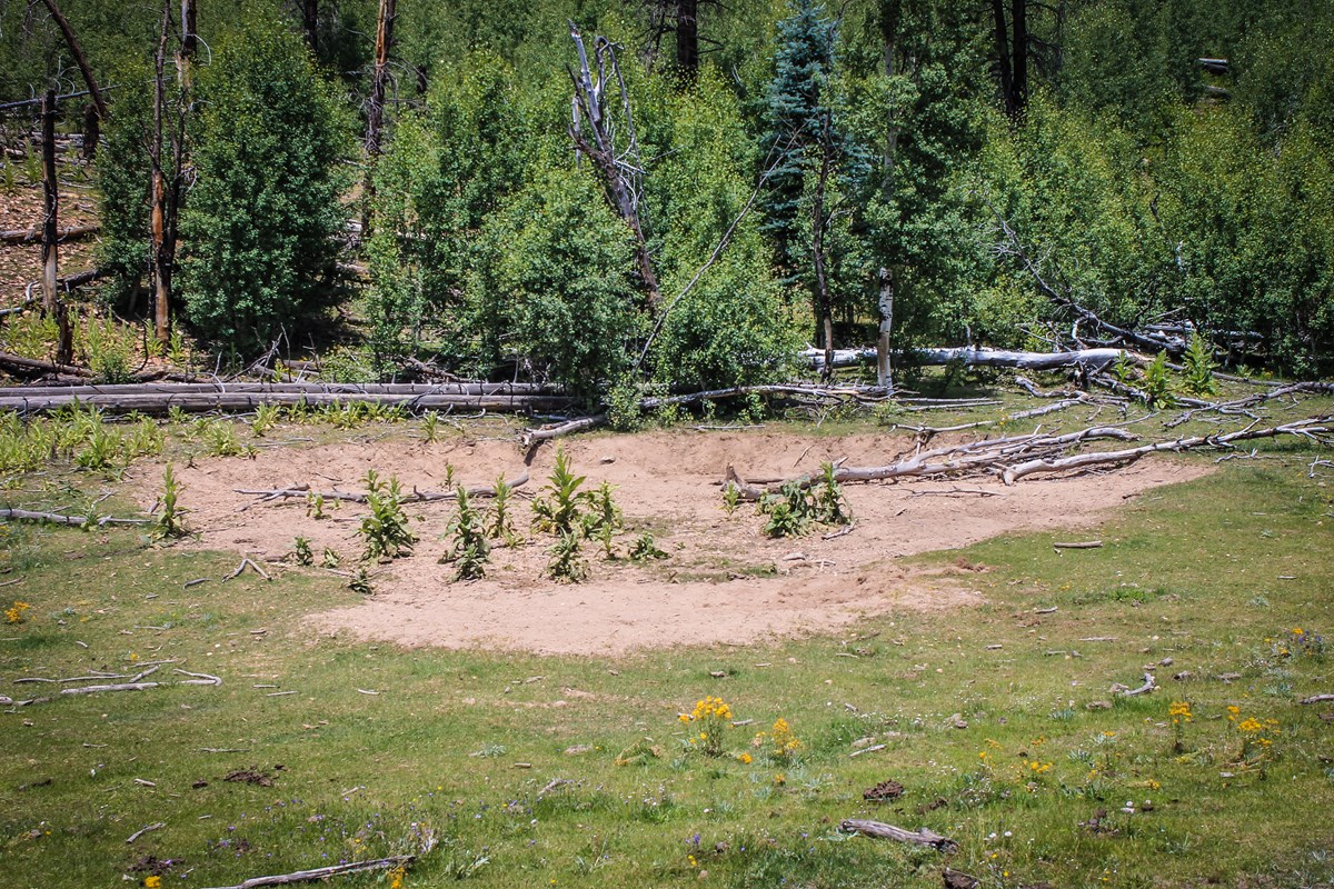 The bison have physically disturbed the North Rim of the park.