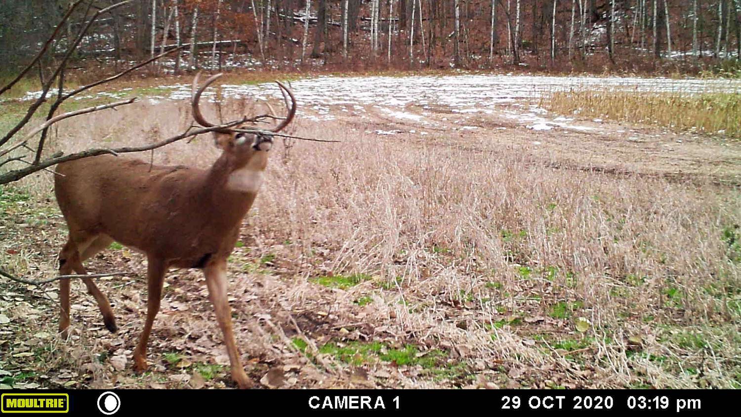 A trail camera photo of a whitetail buck walking through an open field.