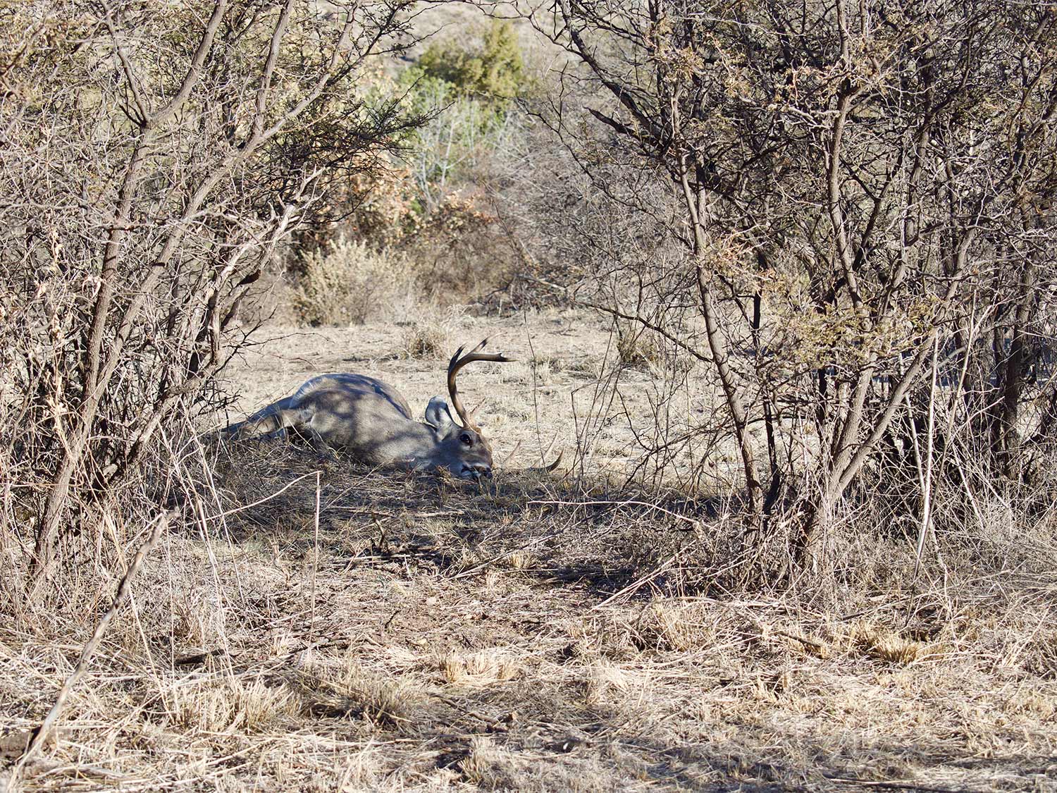 A dropped deer in the shades of wild brush.