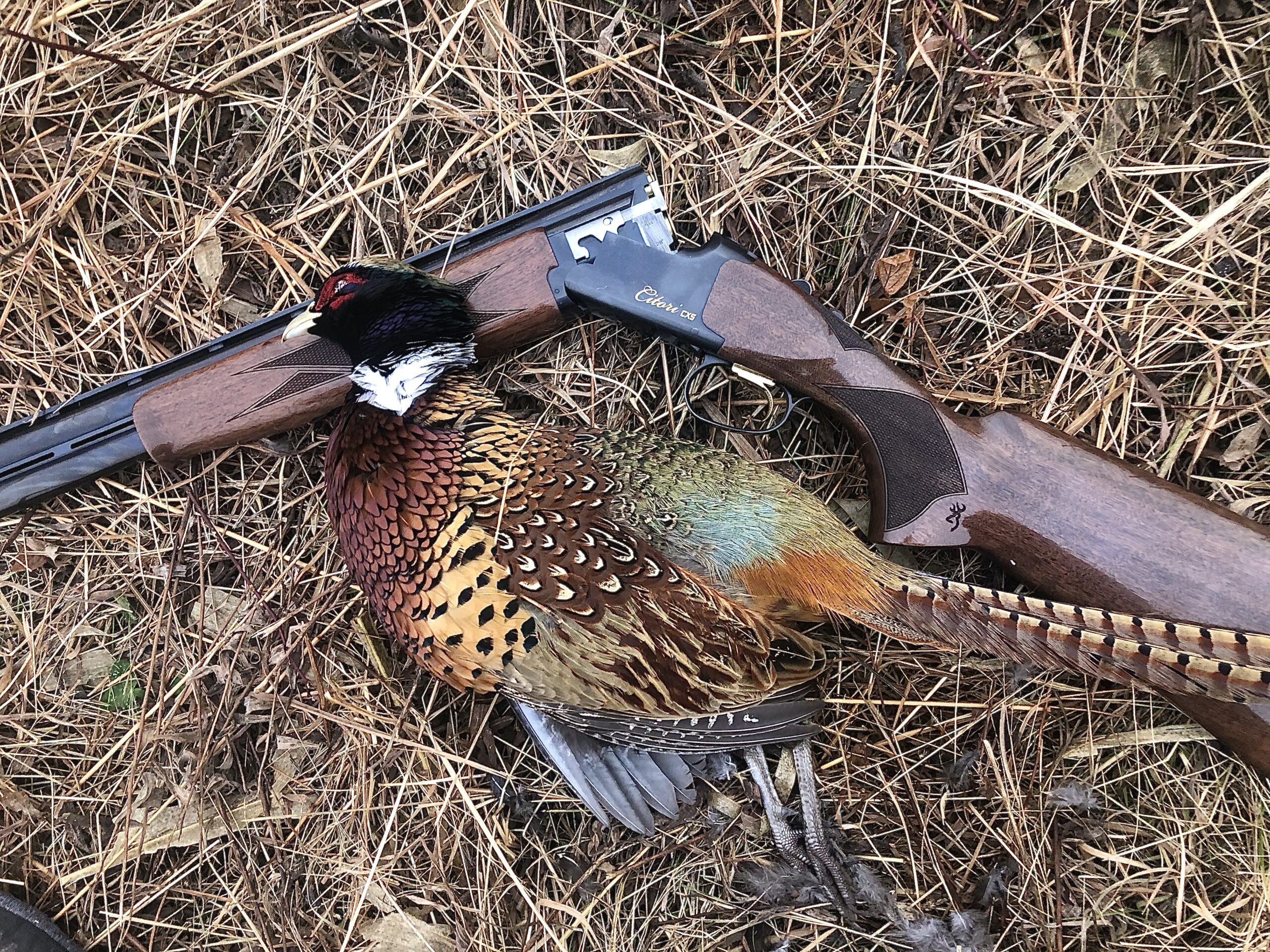 How to Kill Pheasants with Your Wild-Ass Retriever