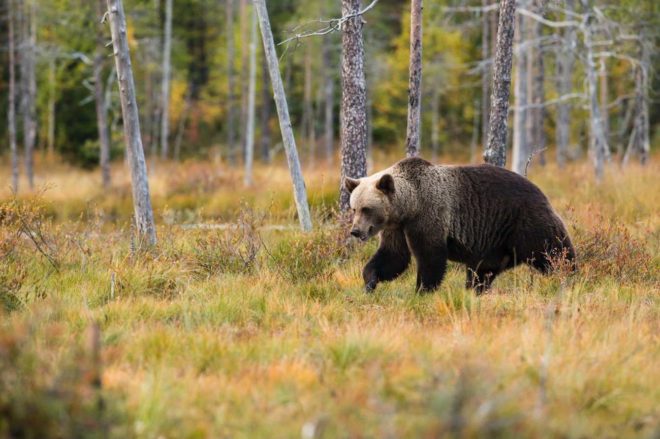 A bear encounter in the woods won't be so scary when you have the best bear spray.