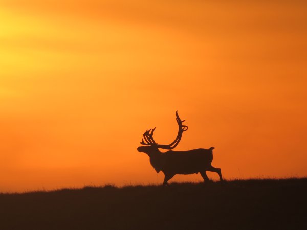 A caribou in ANWR.