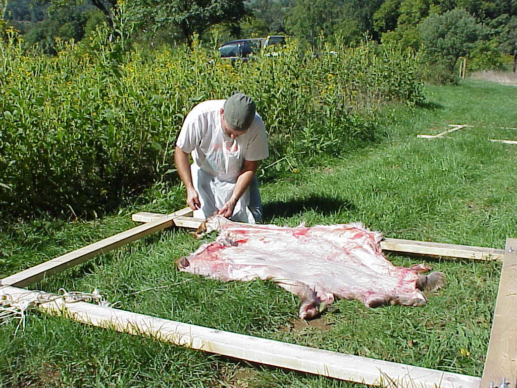 Deer Hide Stretched on Sapling Frame to Be Scraped and Tanned