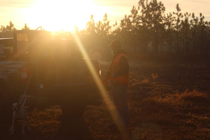 quail hunting georgia