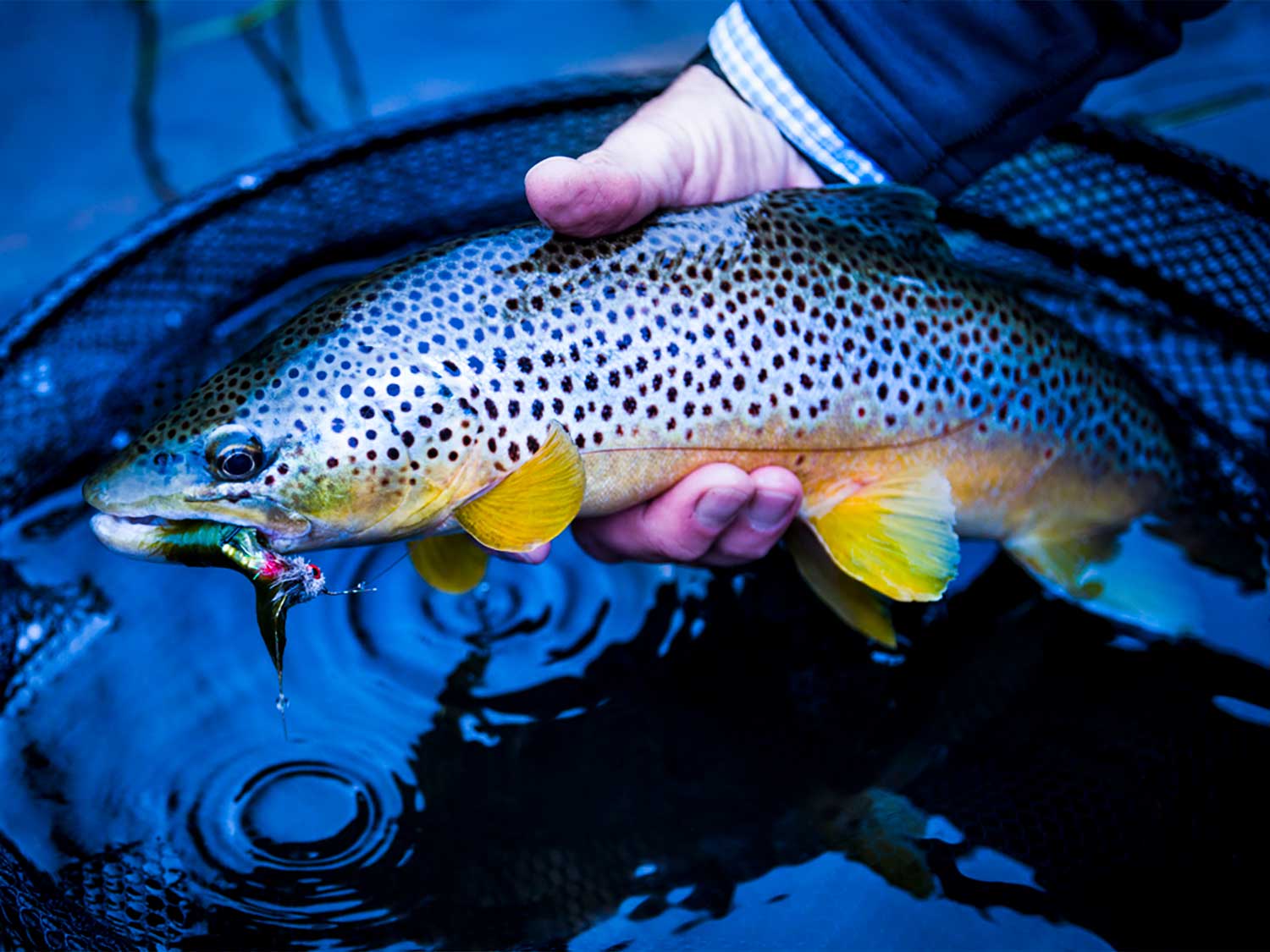Engberg: Winter brown trout fishing