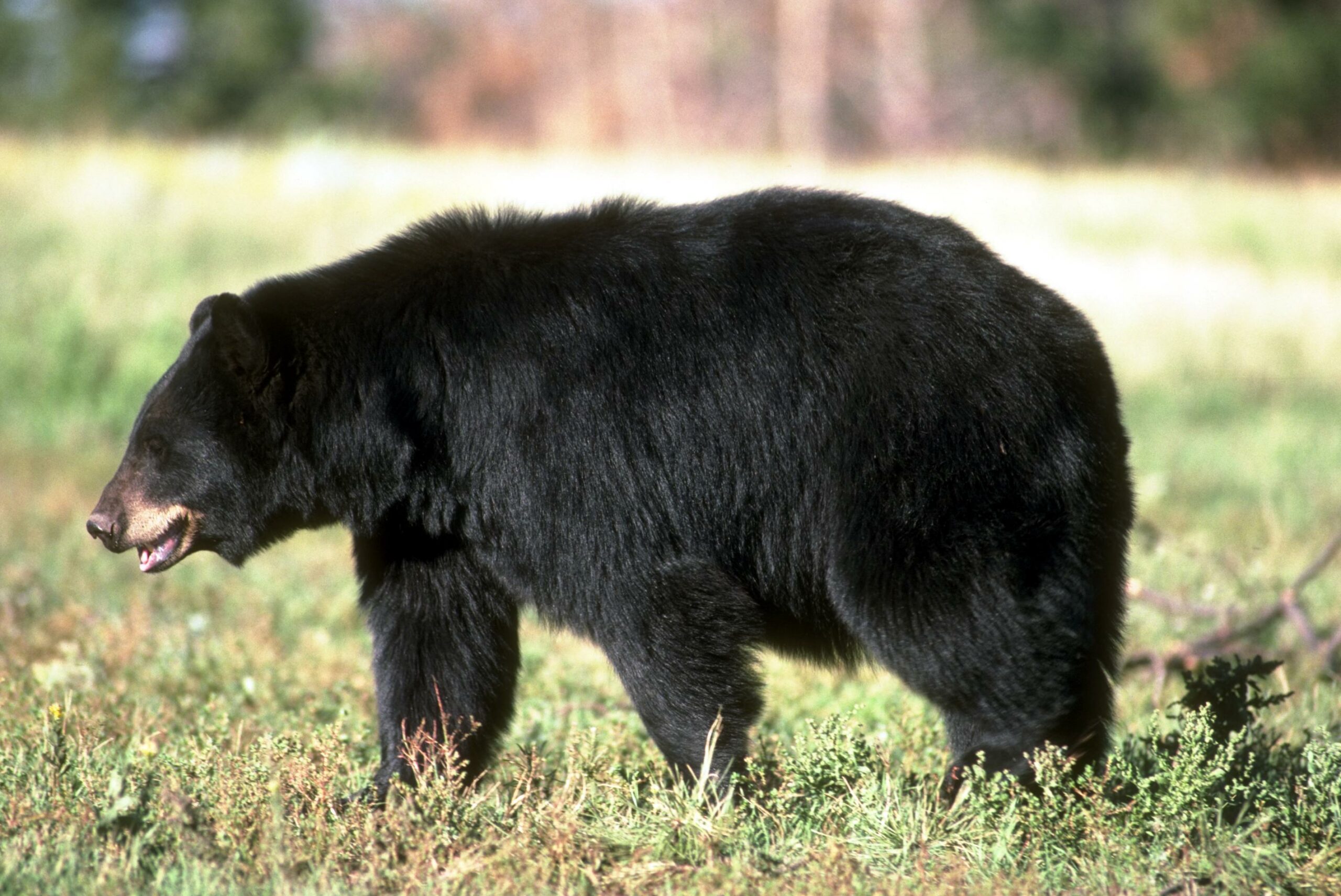 Recent Bear Attacks Prompt a Call to Ease Hunting Restrictions