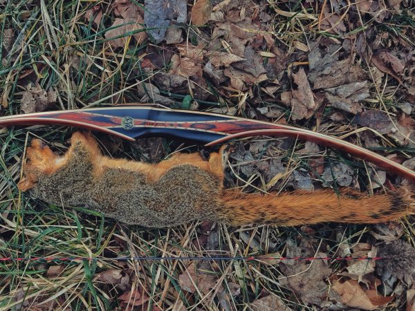 Squirrel Hunting Basics: Best Tactics and Guns