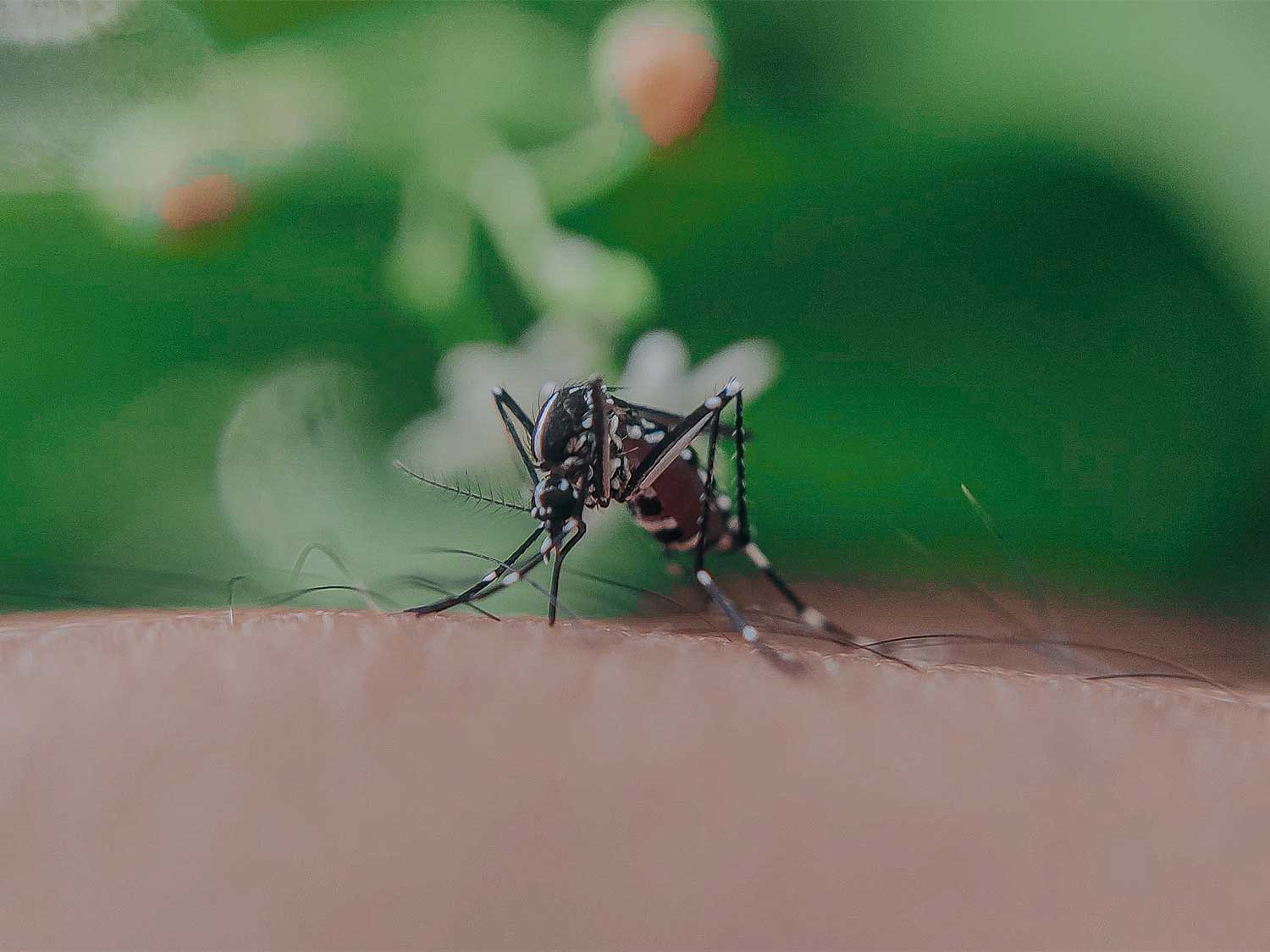 Best Mosquito Repellent Bracelet & Types of Mosquito Control