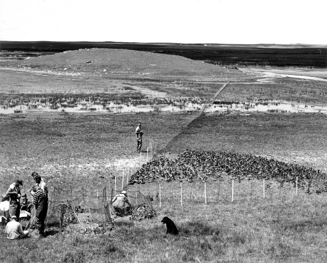 Biologists conducting the annual waterfowl survey in Saskatchewan.