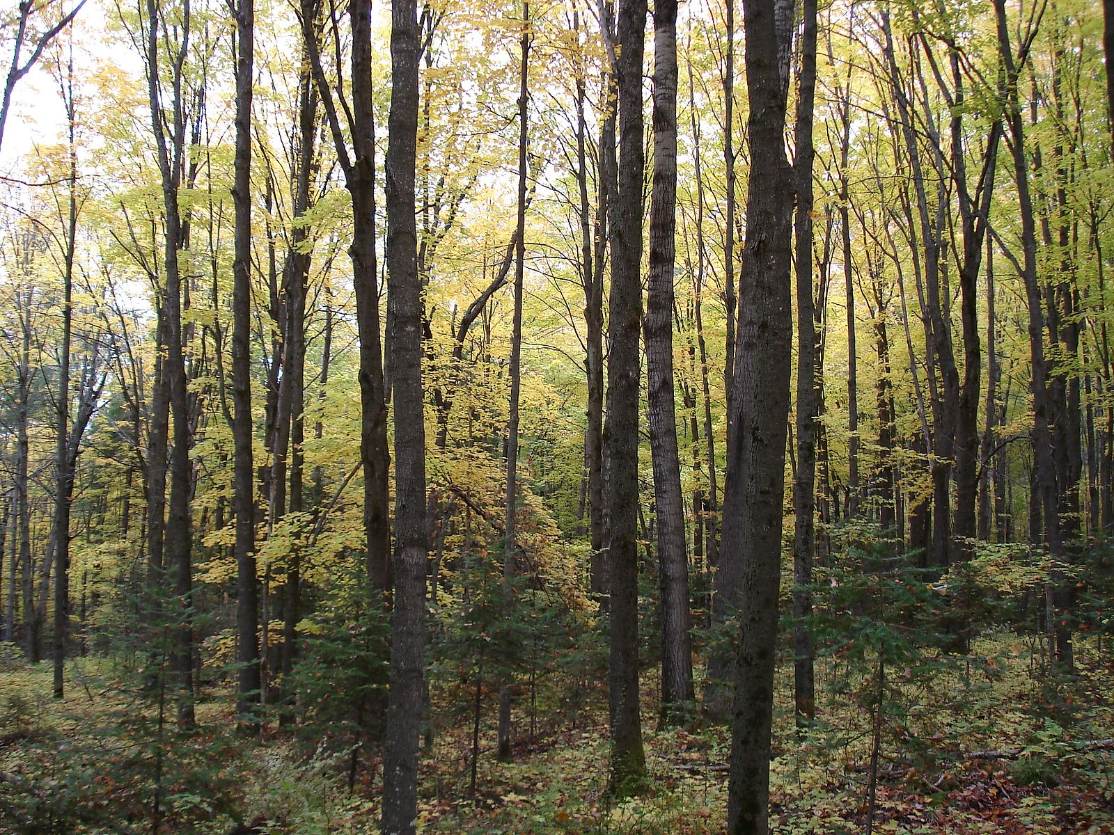 hardwood forest