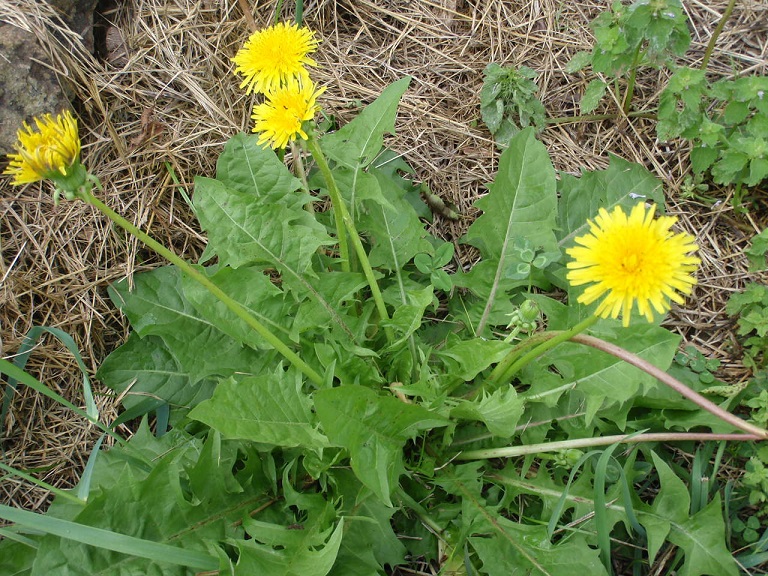 eat dandelions