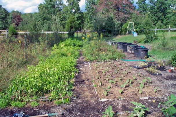 Want to Plant the Ultimate Survival Garden This Spring? You Better ...