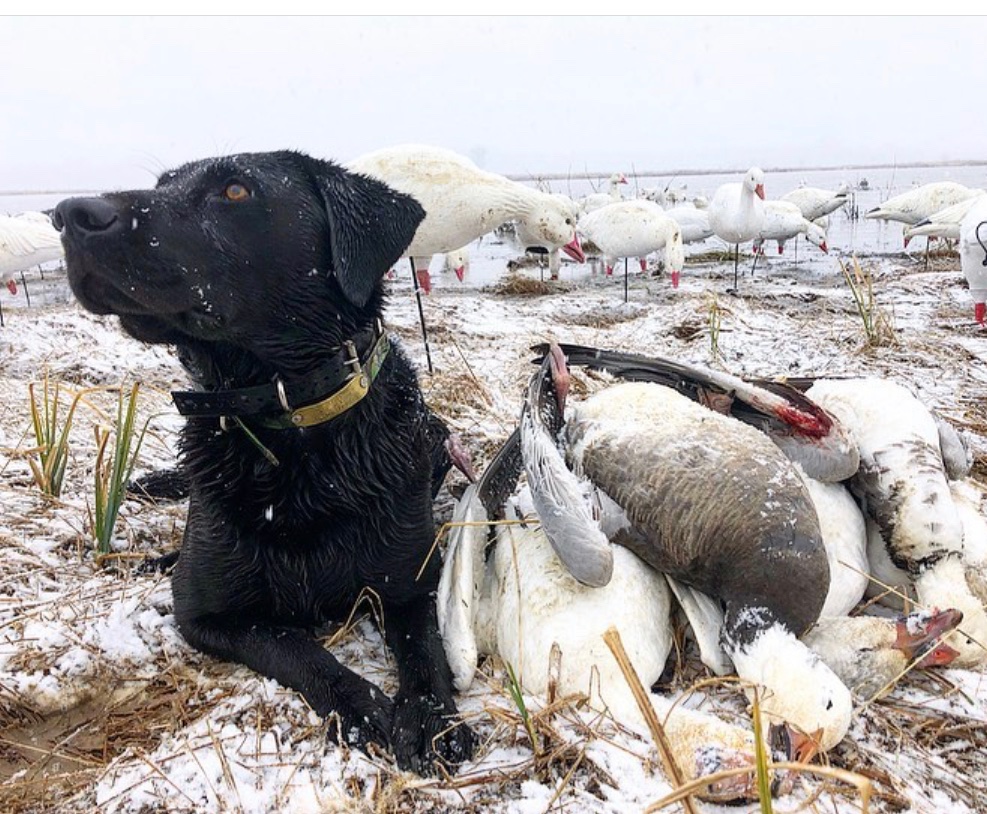 The author's Lab is a well-trained snow goose dog.