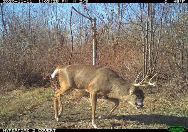 A Wisconsin bull-headed brute.