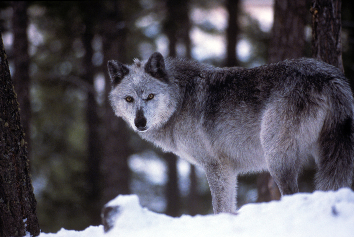 wisconsin wolf hunt