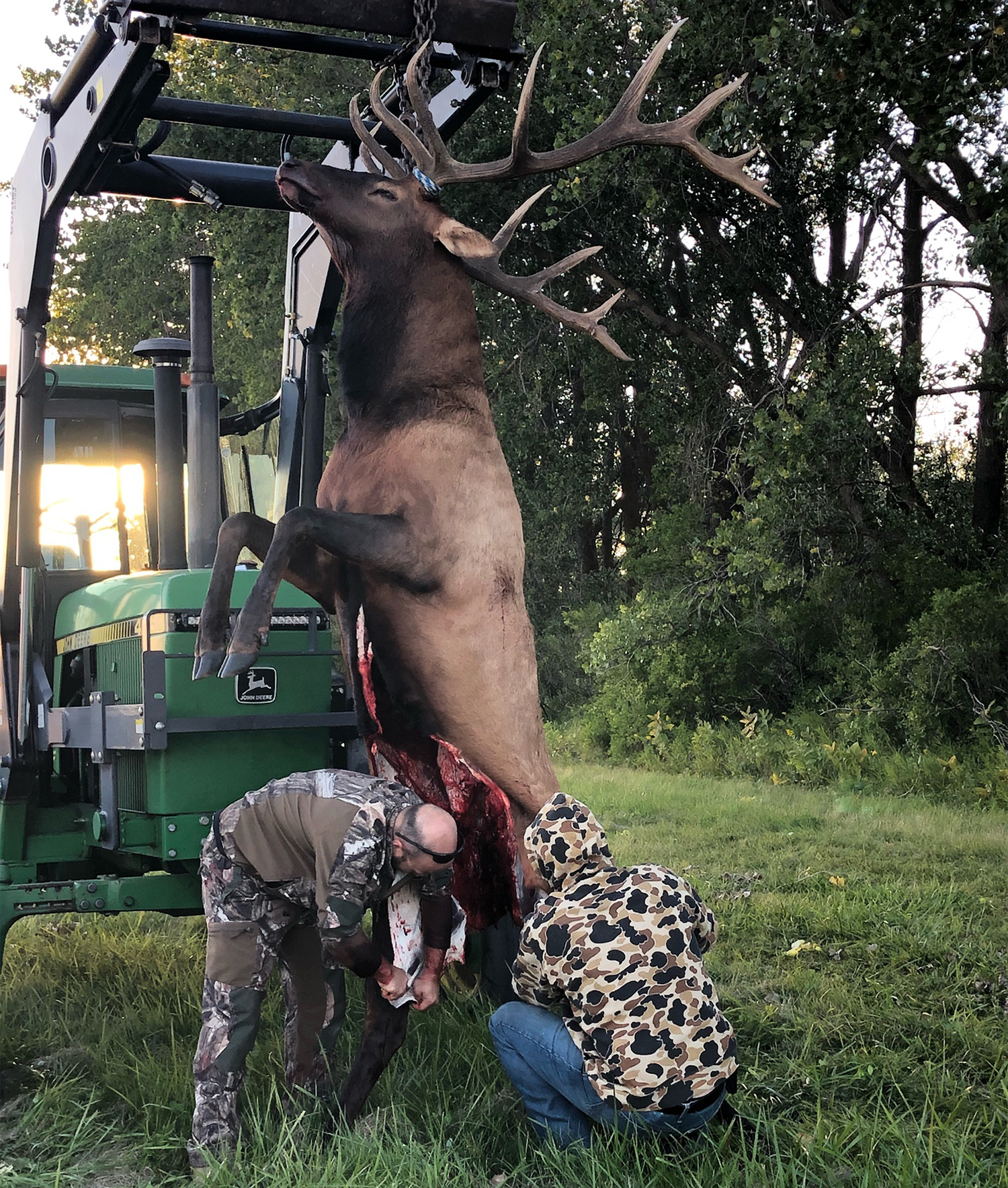 Two hunters field dress a large elk.