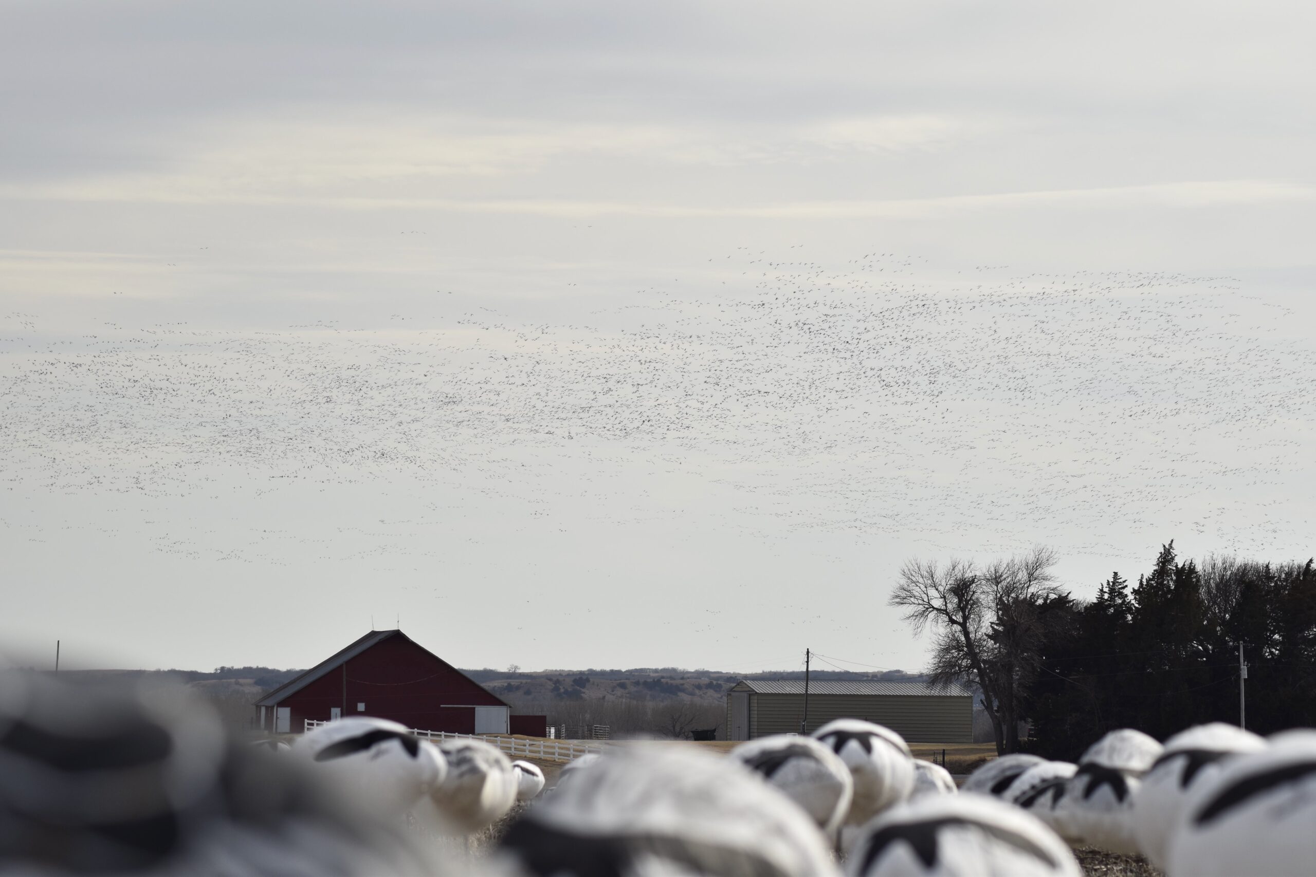 It's far easier and cheaper to hire a snow goose guide.