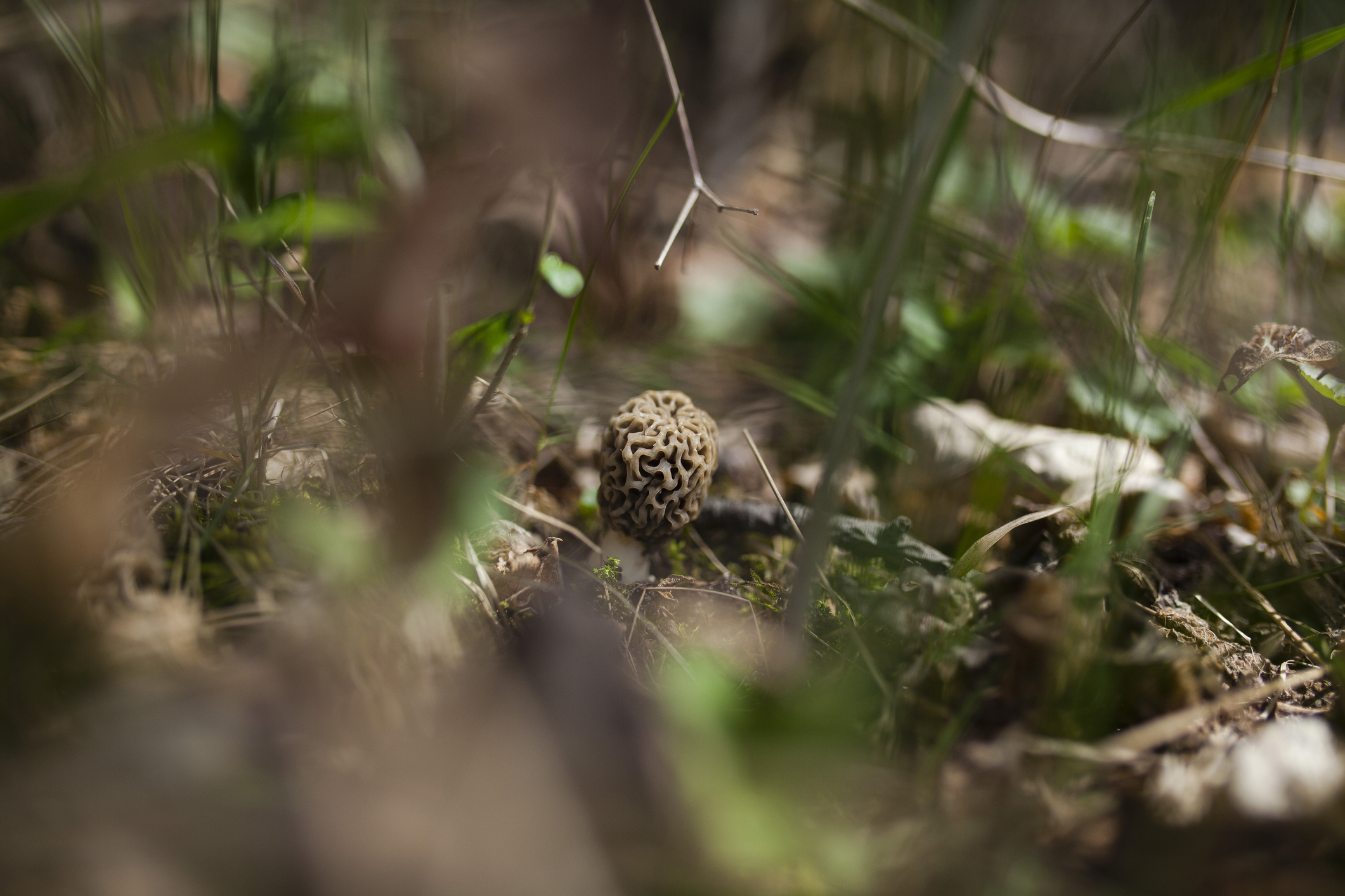 morel mushrooms