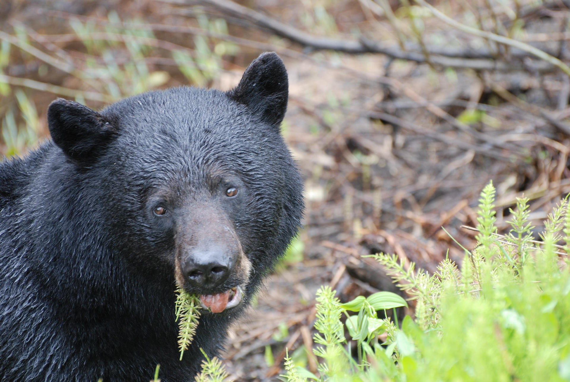 Bear for Dinner and How Not to Get Trichinosis - Wyoming Wildlife