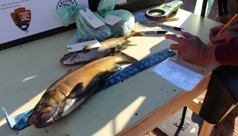 Brown trout registered on the colorado river in Arizona.