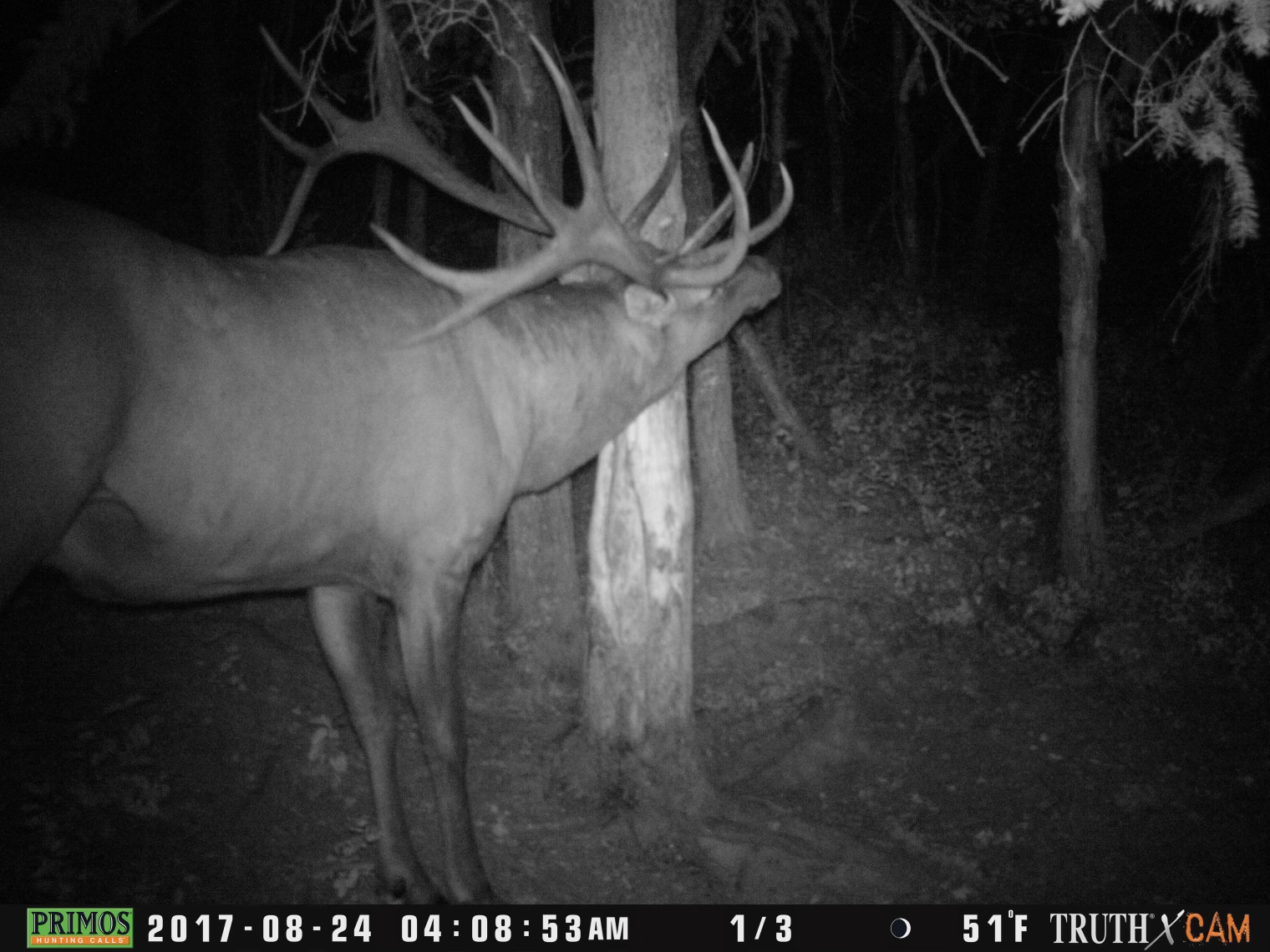 The trail camera photo of the world record archery bull elk.