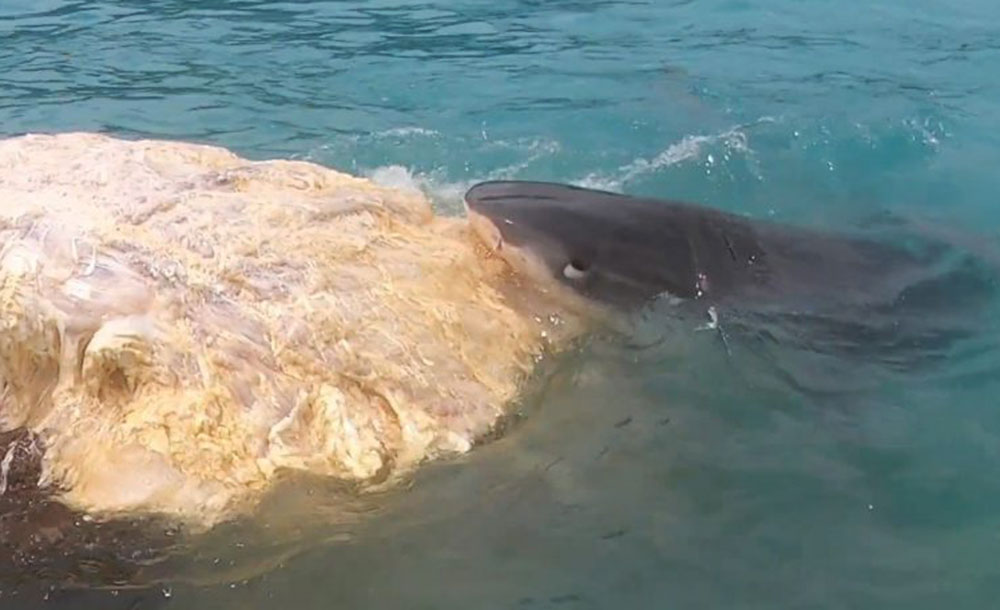 A tiger shark feeding on a whale carcass