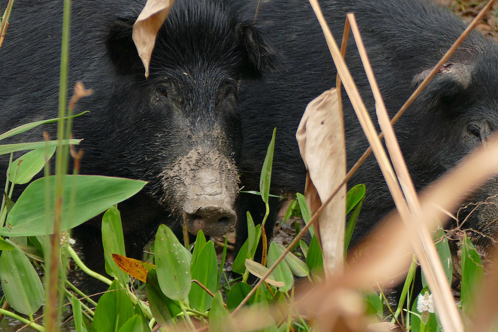 Feral pigs feeding.