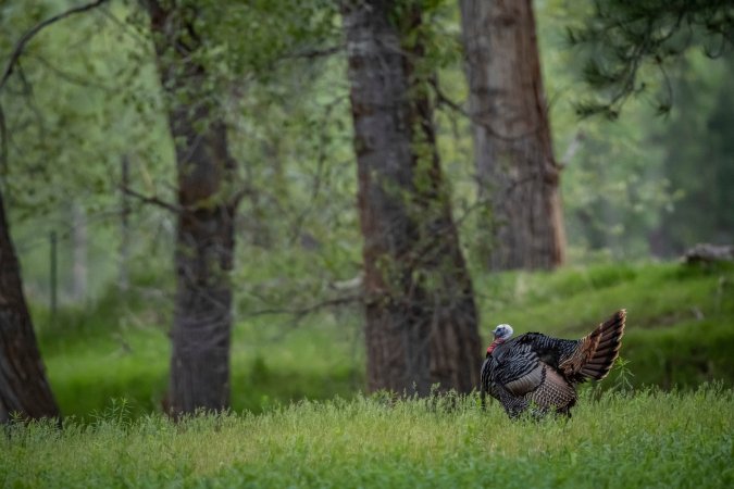 Calling in a tom is as good a way of celebrating Earth Day as any.