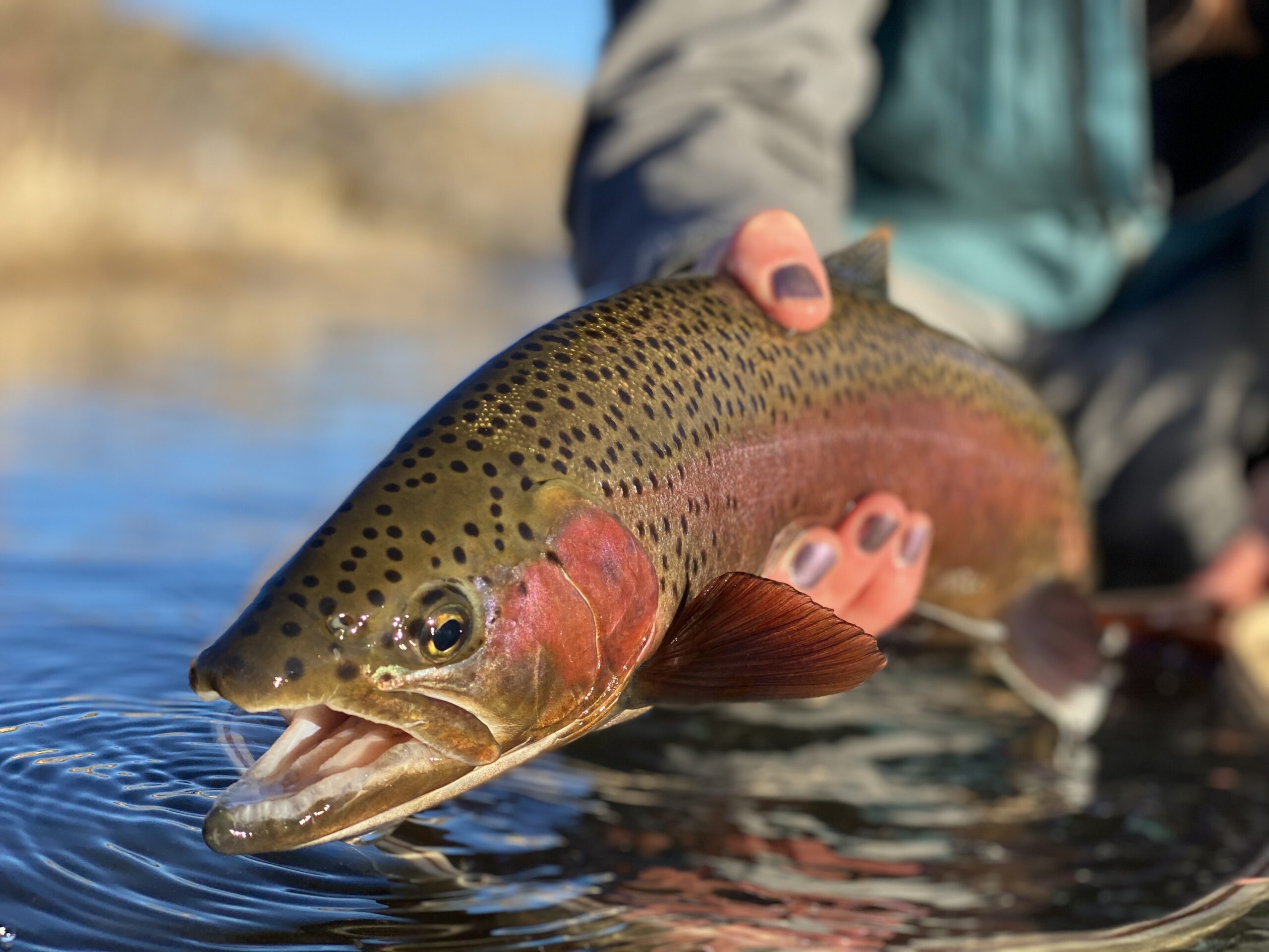 Rainbow Trout Fly Fishing