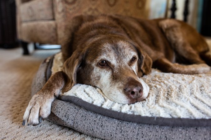 An old dog sleeps on a dog bed.