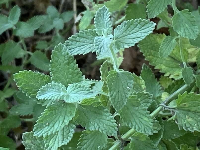 Catnip is a natural bug repellent.