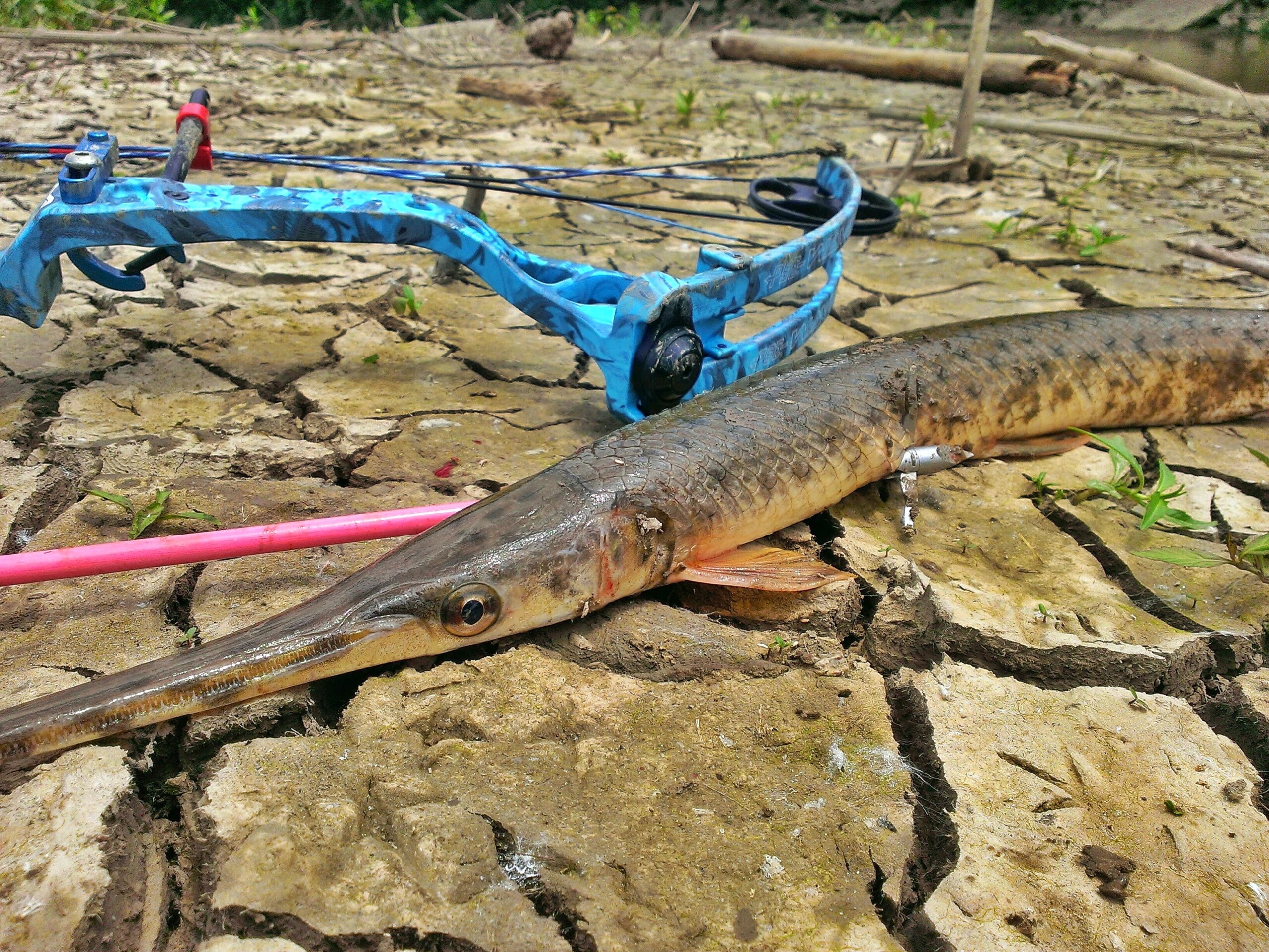 Gar enjoy smaller, slow-moving waters.