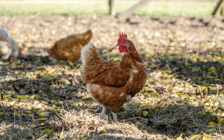 Chicken standing in hay looking back.