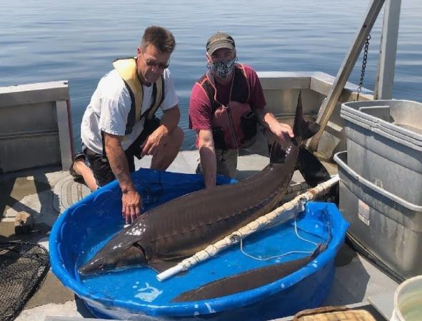 New York Biologists Net 159-Pound Record Sturgeon at Oneida Lake
