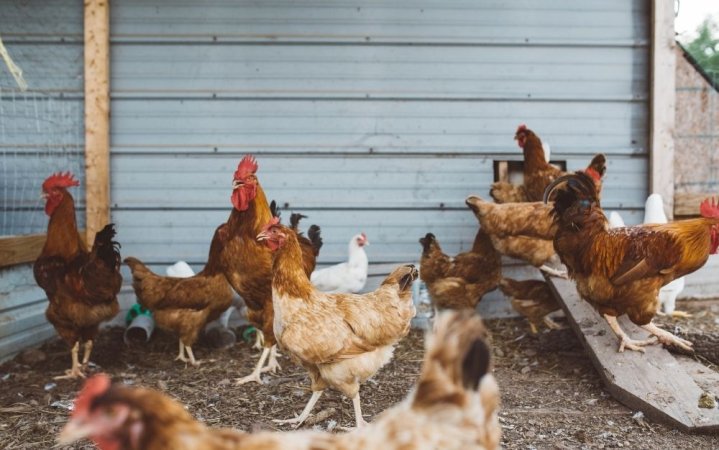 Multiple chickens walking around in a coop