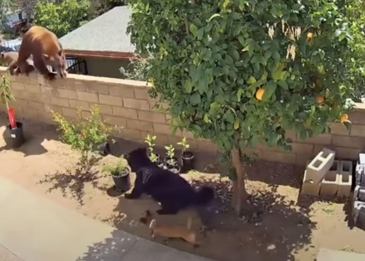 A California black bear holds its ground against a pack of dogs.