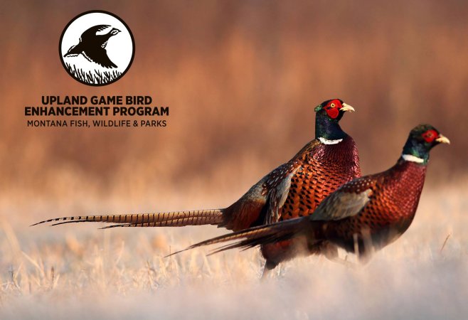 Montana roosters in a field.