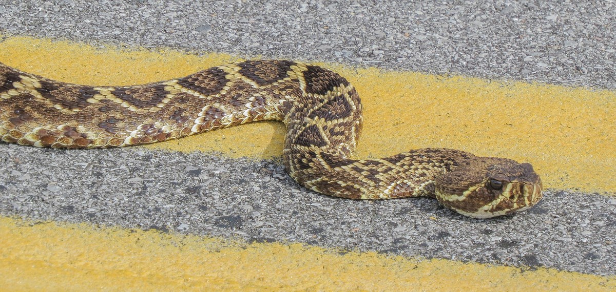 Eastern diamondbacks can unleash huge amounts of venom.