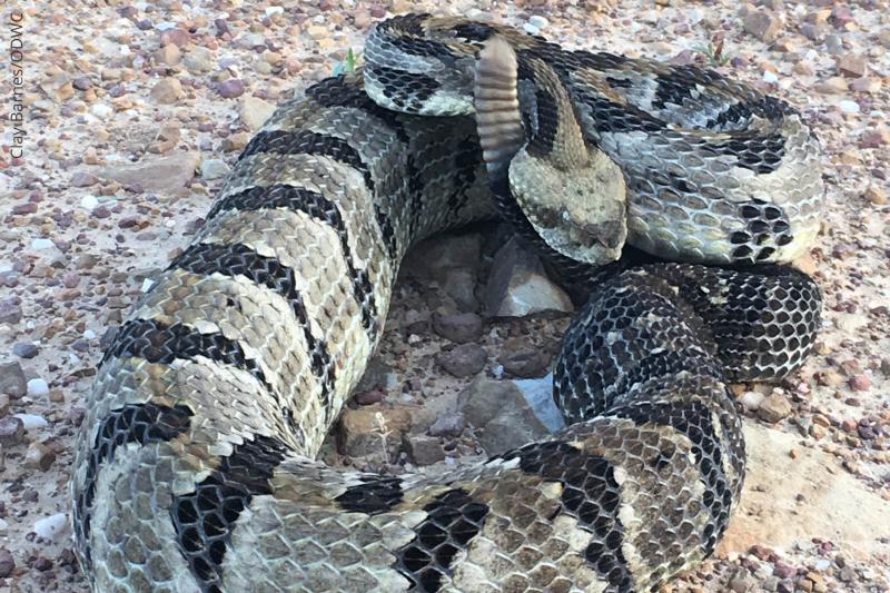 What out for these rattlers when you're in the woods.