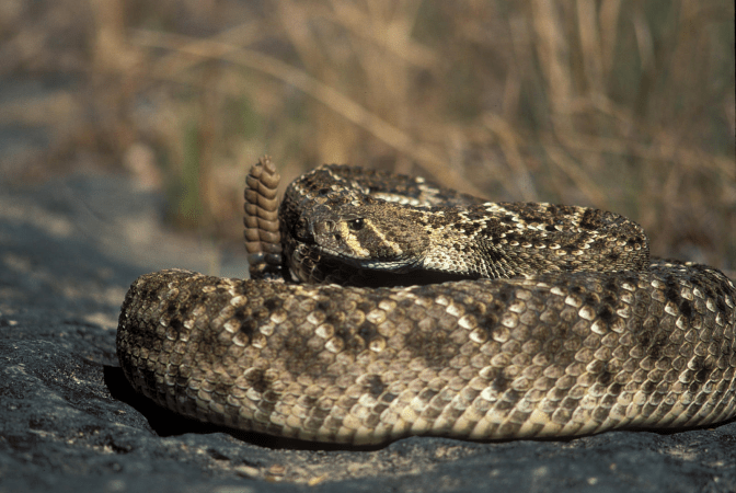 Don’t “Cut and Suck” a Snakebite—Do This Instead If You’re Bitten by a Venomous Snake