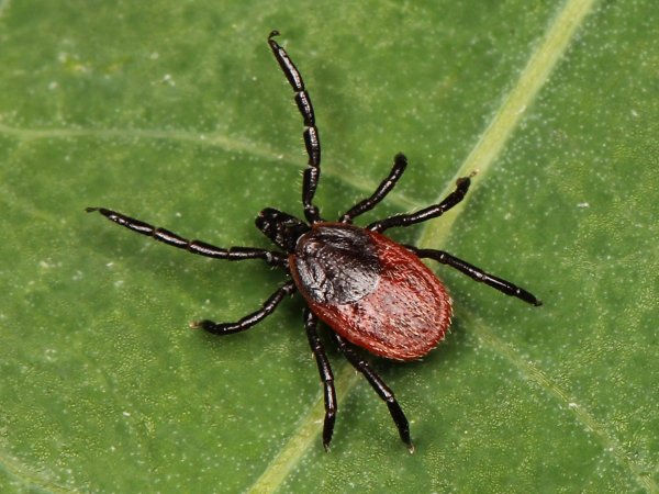 Black legged tick on a leaf.