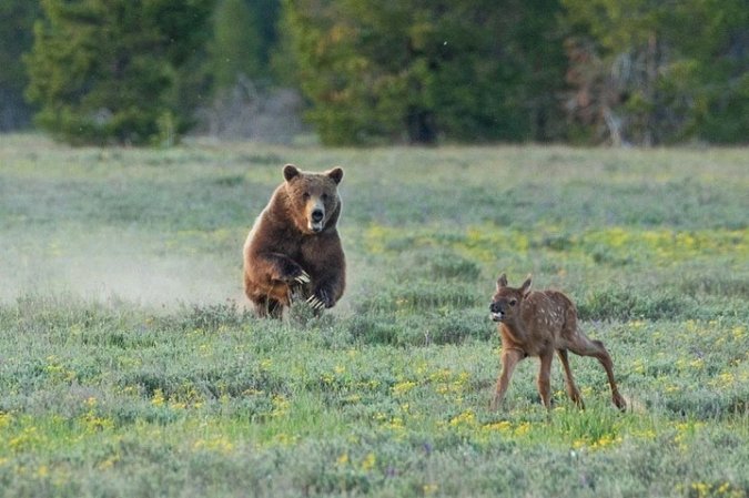 Famous Bear, Grizzly 399, Kills Elk Calf on Camera