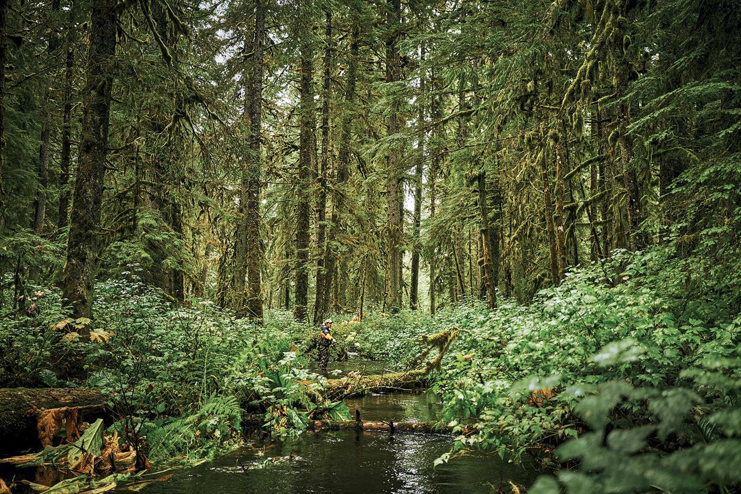 The Forest Service Announced It Will Axe Roadless Rule Protections In ...