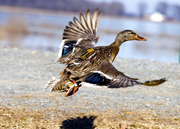 GPS transmitter on the back of a hen mallard.